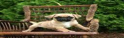 Jug dogs for sale: Keegan - Ad 2