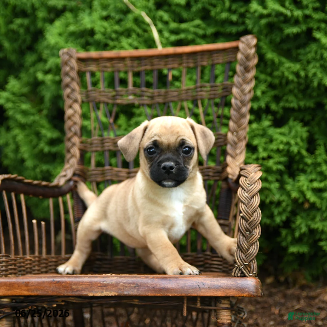 Jug dogs for sale: Keegan - Ad 2