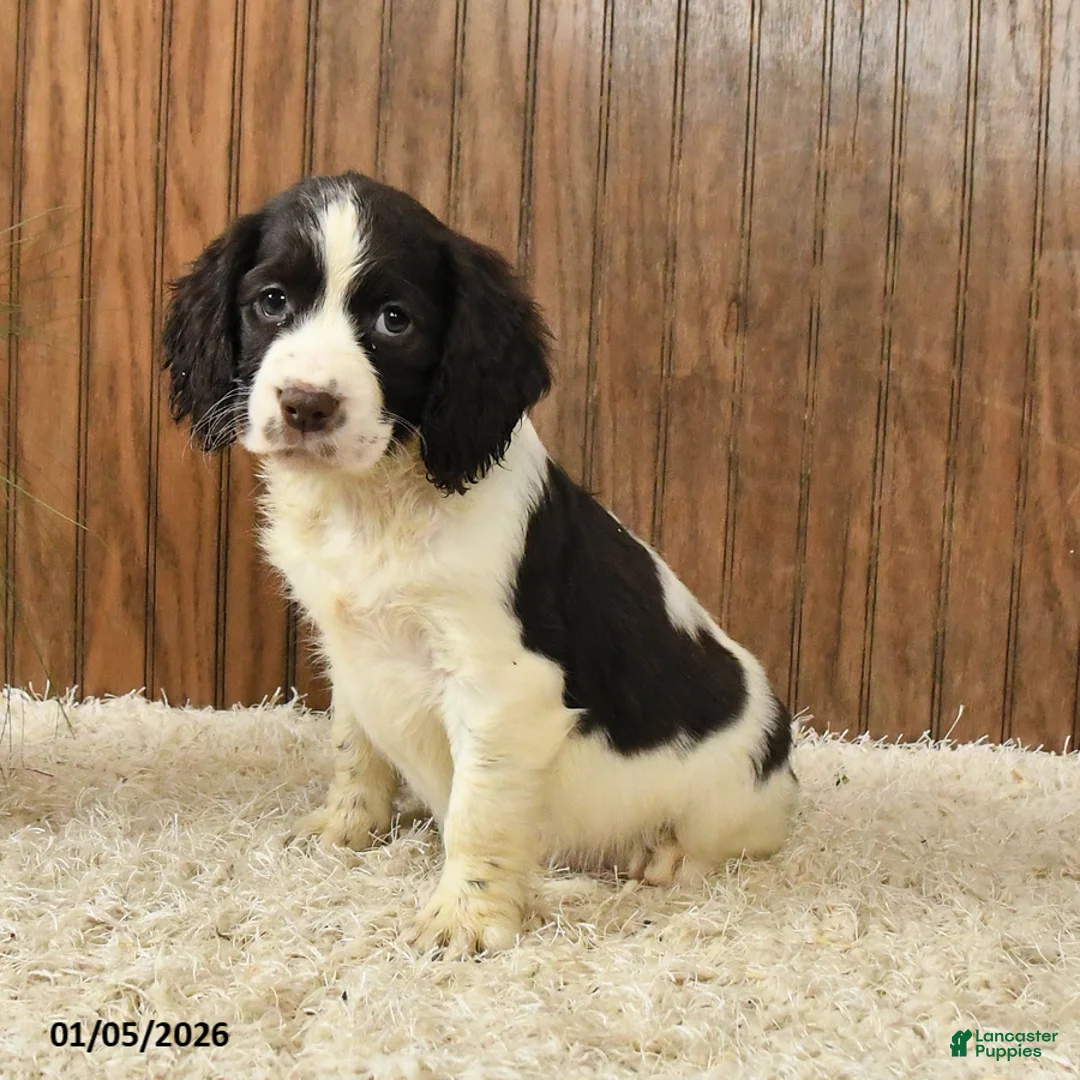 English Springer Spaniel dogs for sale: Frida  - Ad 4