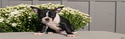 Boston Terrier dogs for sale: Tessa - Ad 8