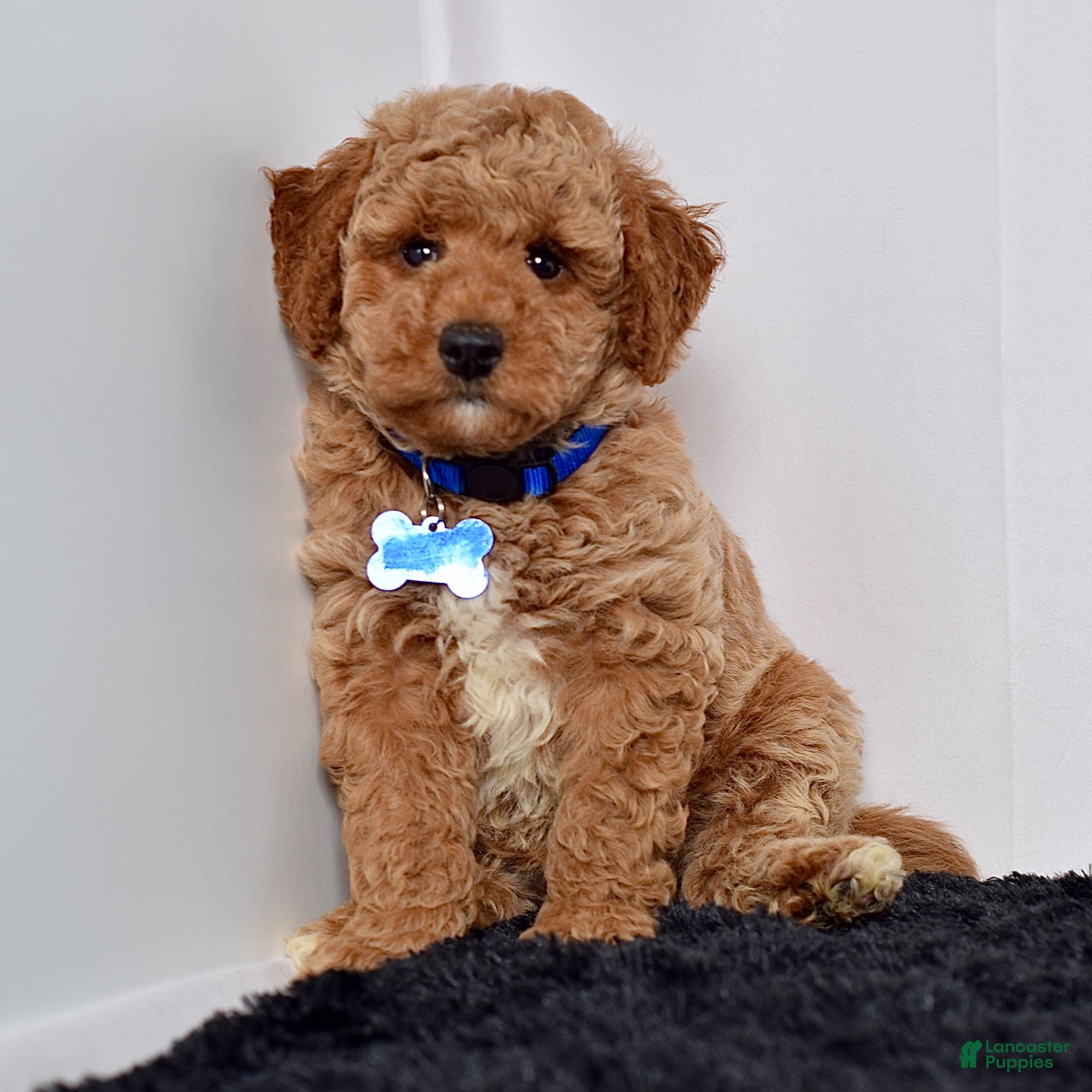 Mini Goldendoodle dogs Mr. Max - Ad 1