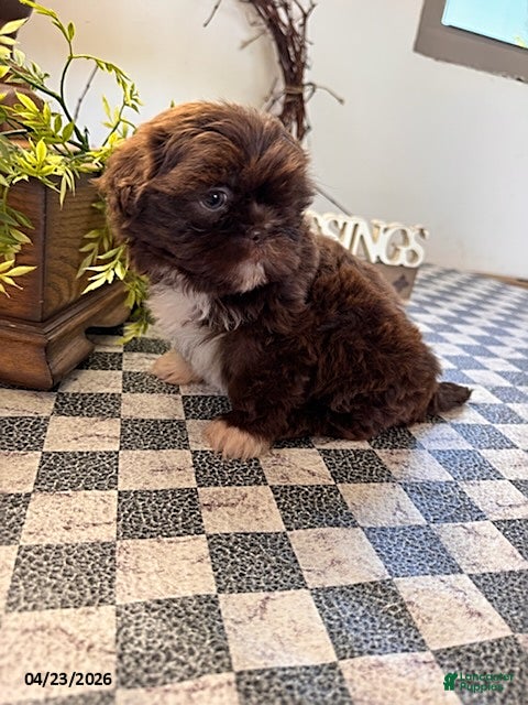 Shih Tzu dogs Julia - Ad 2
