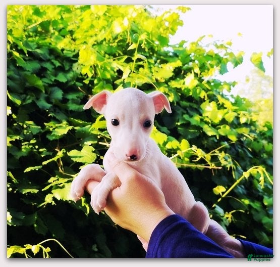 Italian Greyhound dogs Diorin, cream with white mkgs - Ad 2