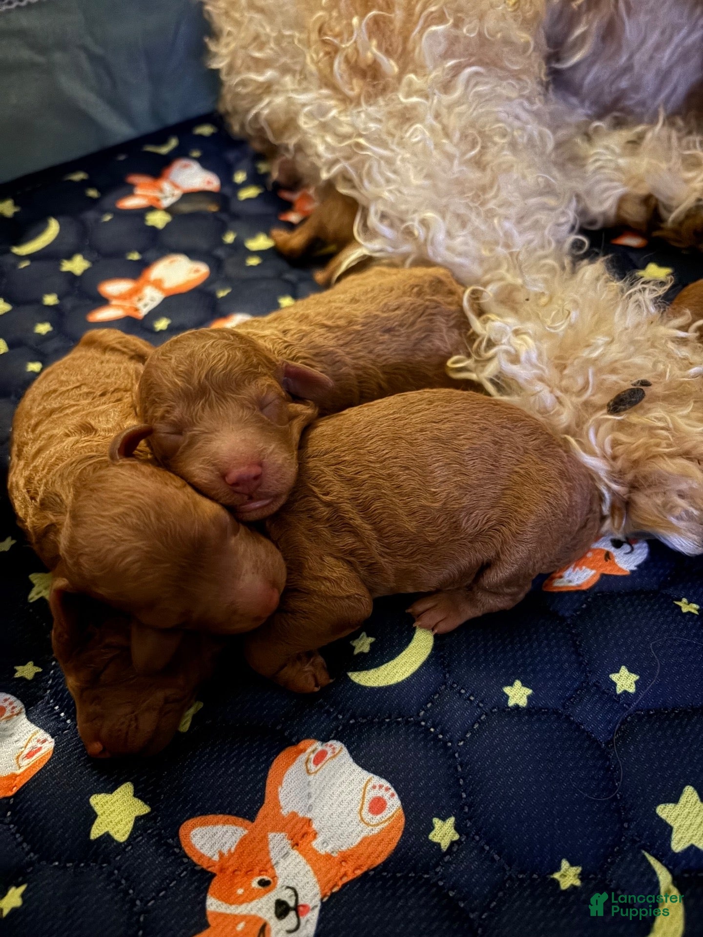 Mini Goldendoodle dogs Mini Goldendoodle 3 - Ad 4