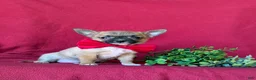 Chihuahua dogs for sale: Davis - Ad 3