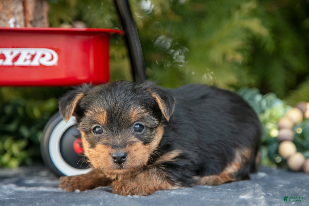 Yorkshire Terrier dogs for sale: Ada - Ad 1