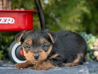 Yorkshire Terrier dogs Ada - Ad 24