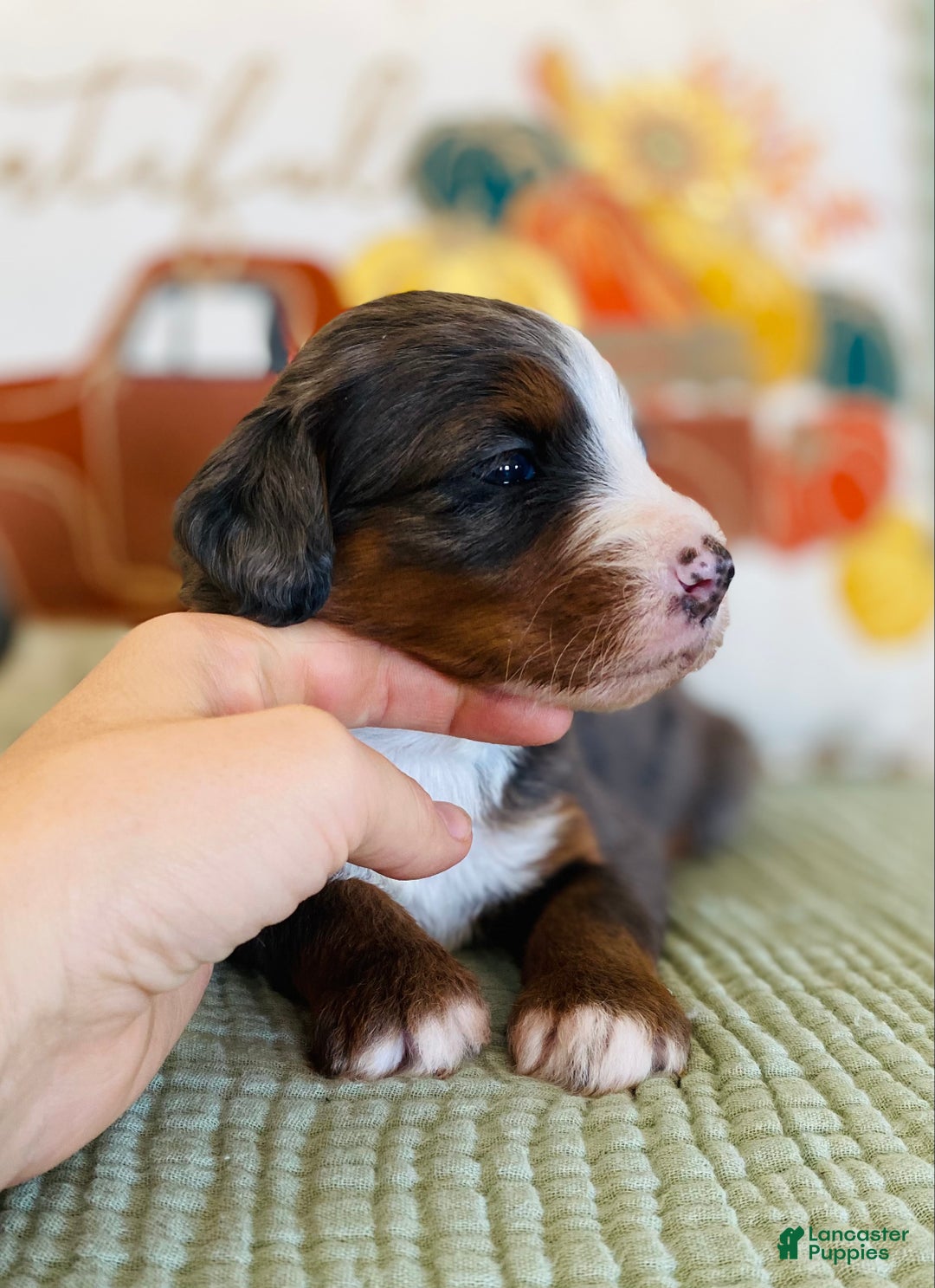 Bernedoodle dogs for sale: Princess - Ad 19