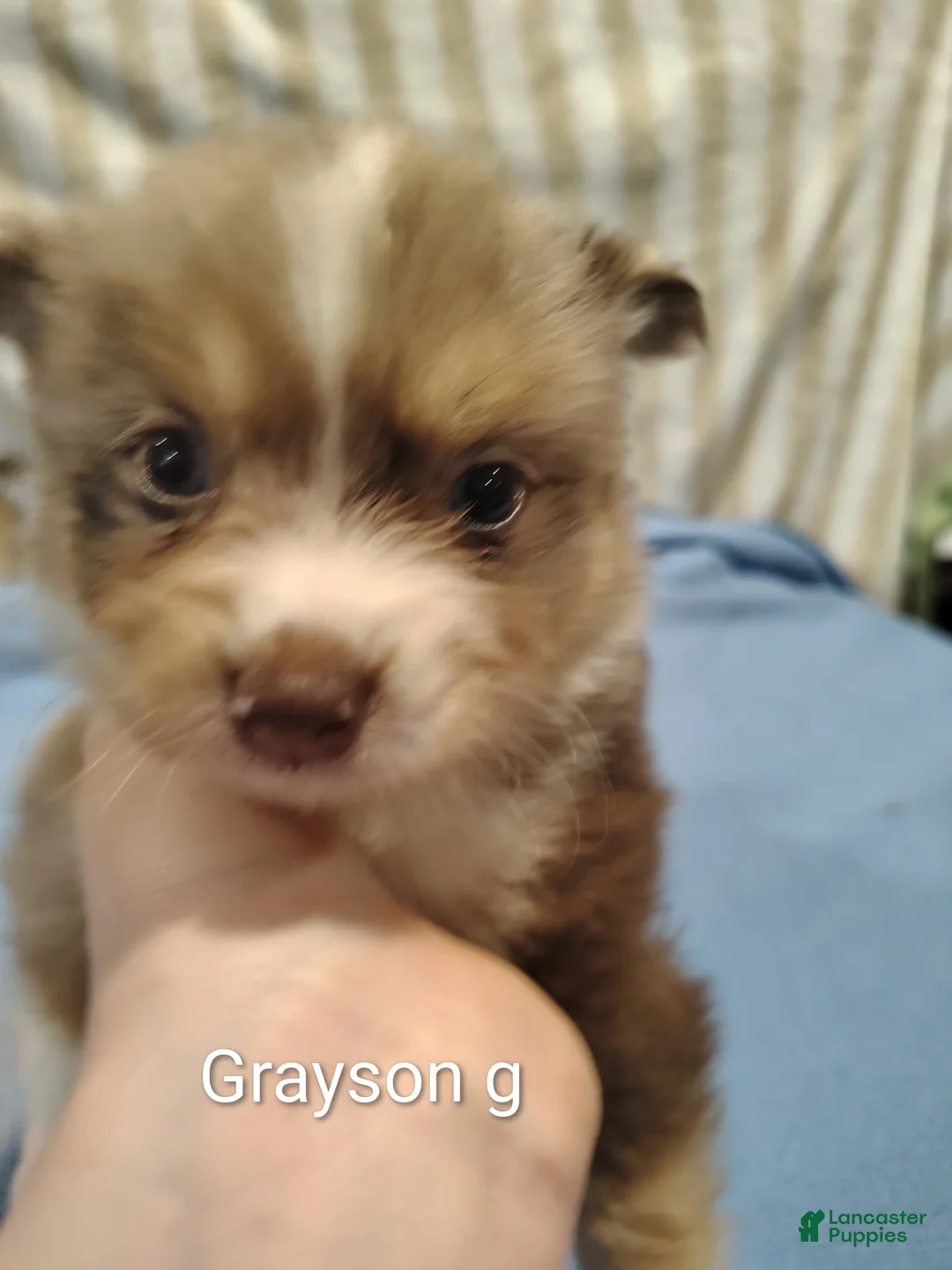Pomeranian dogs for sale: GRAYSON - Ad 1
