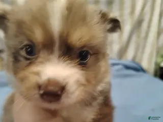 Pomeranian dogs GRAYSON - Ad 32