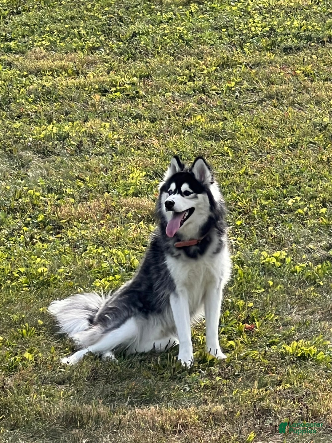 Siberian Husky dogs for sale: Haha - Ad 10