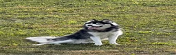 Siberian Husky dogs for sale: Haha - Ad 10