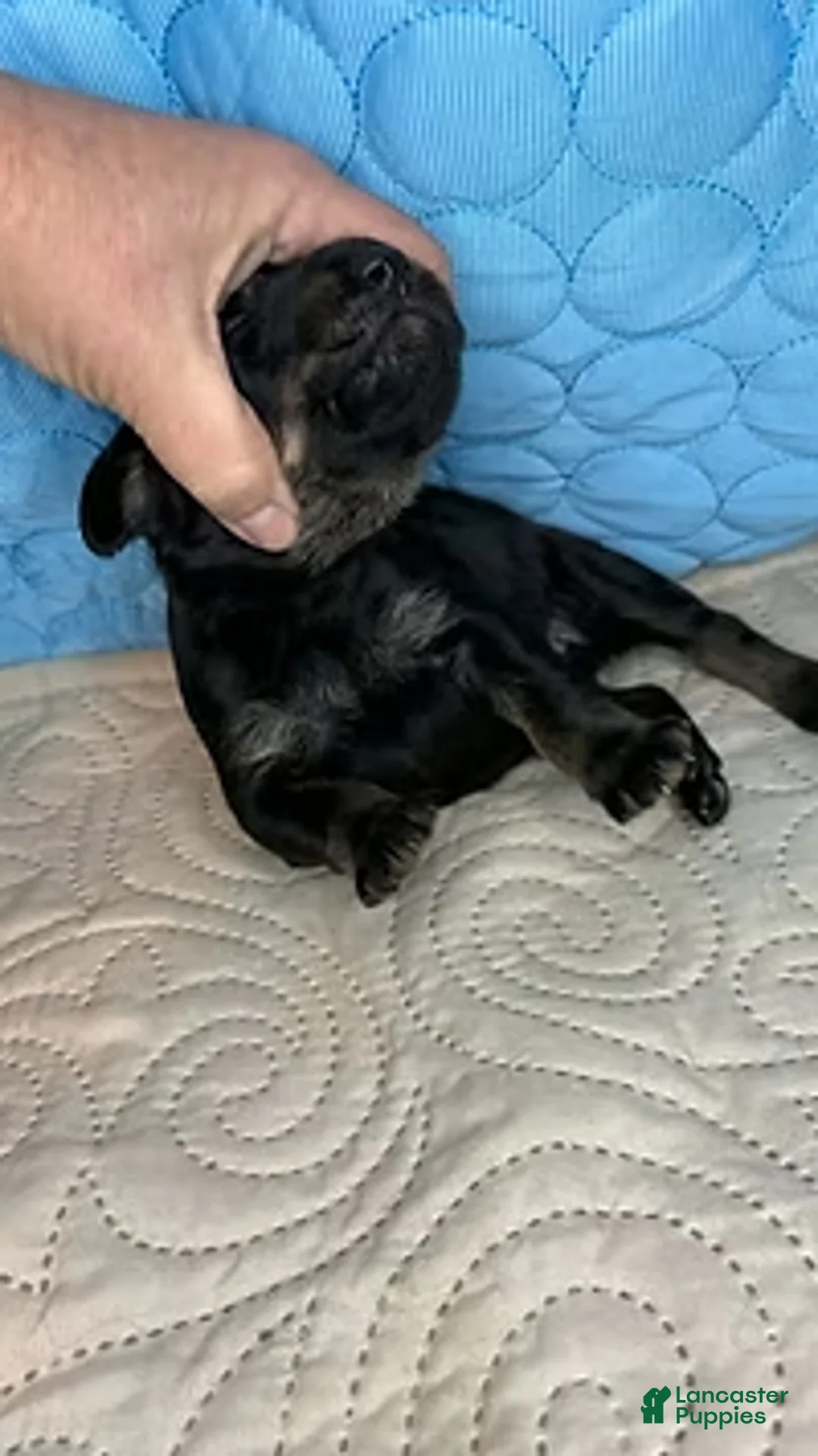 Mixed Breed dogs for sale: Rebel - Ad 5