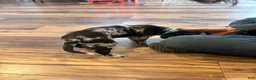 Mixed Breed dogs for sale: Teal - Ad 4