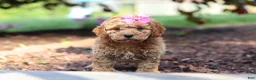Cavapoo dogs for sale: Millie - Ad 7