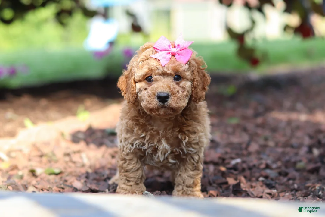 Cavapoo dogs for sale: Millie - Ad 7