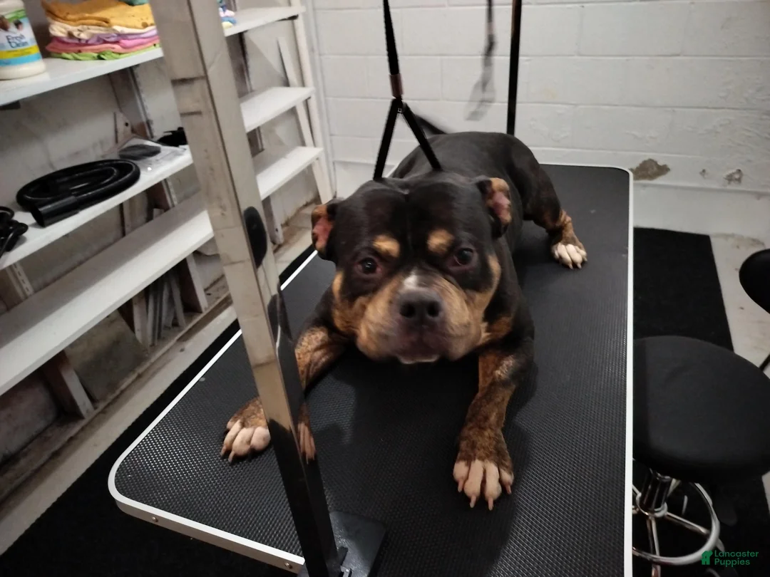 American Bully dogs for sale: American Bully Pumba - Ad 5