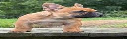 French Bulldog dogs for sale: Toi - Ad 12
