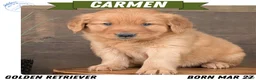 Golden Retriever dogs for sale: Carmen - Ad 1