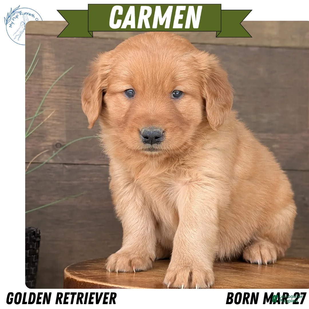 Golden Retriever dogs for sale: Carmen - Ad 1