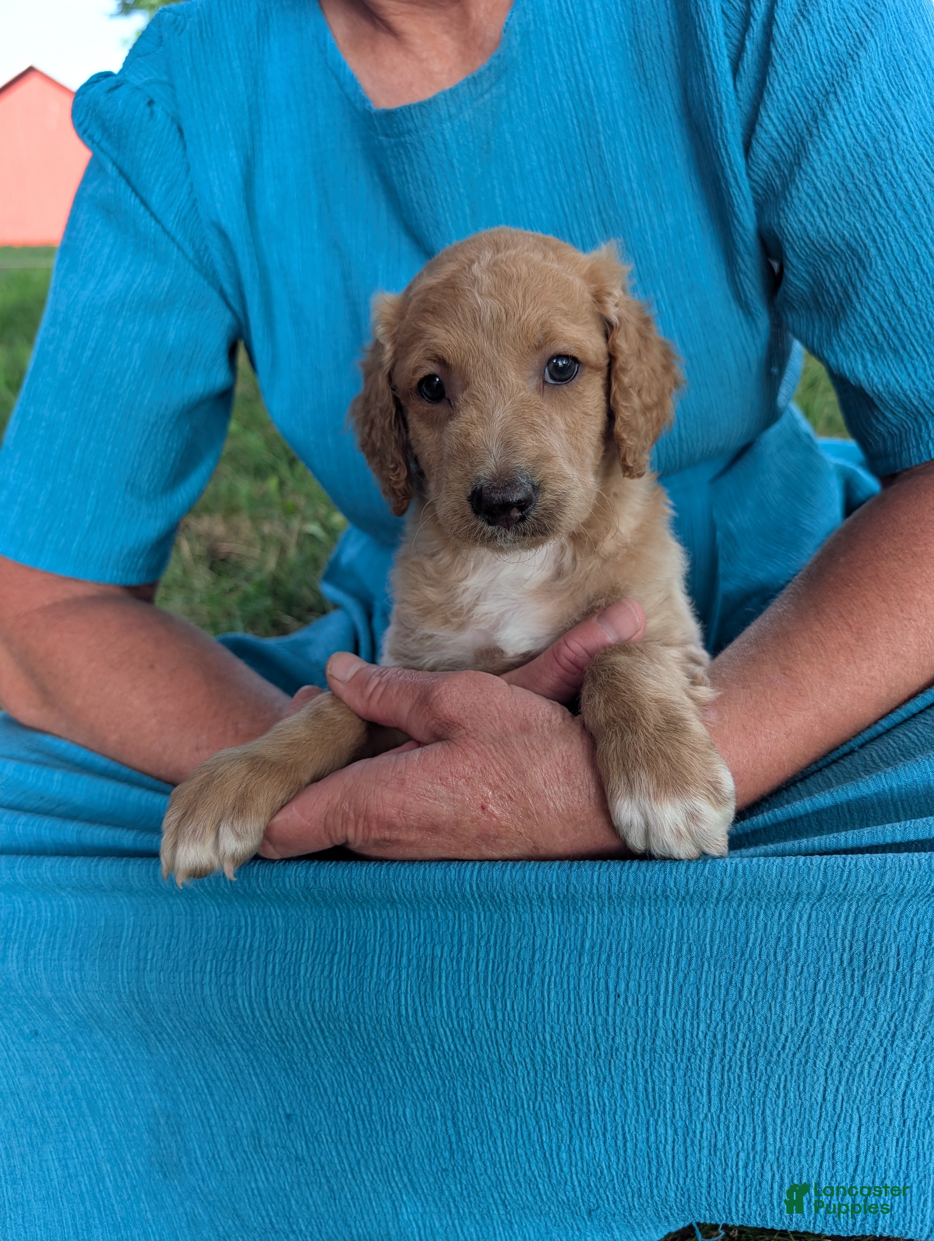 Goldendoodle dogs Issie - Ad 1