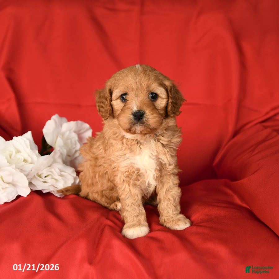 Cavapoo dogs Chunky - Ad 17