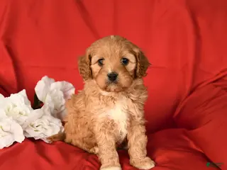 Cavapoo dogs Chunky - Ad 21