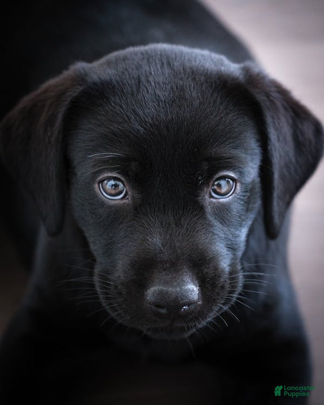 Labrador Retriever dogs for sale: Labrador Retriever Puppy 1 - Ad 2