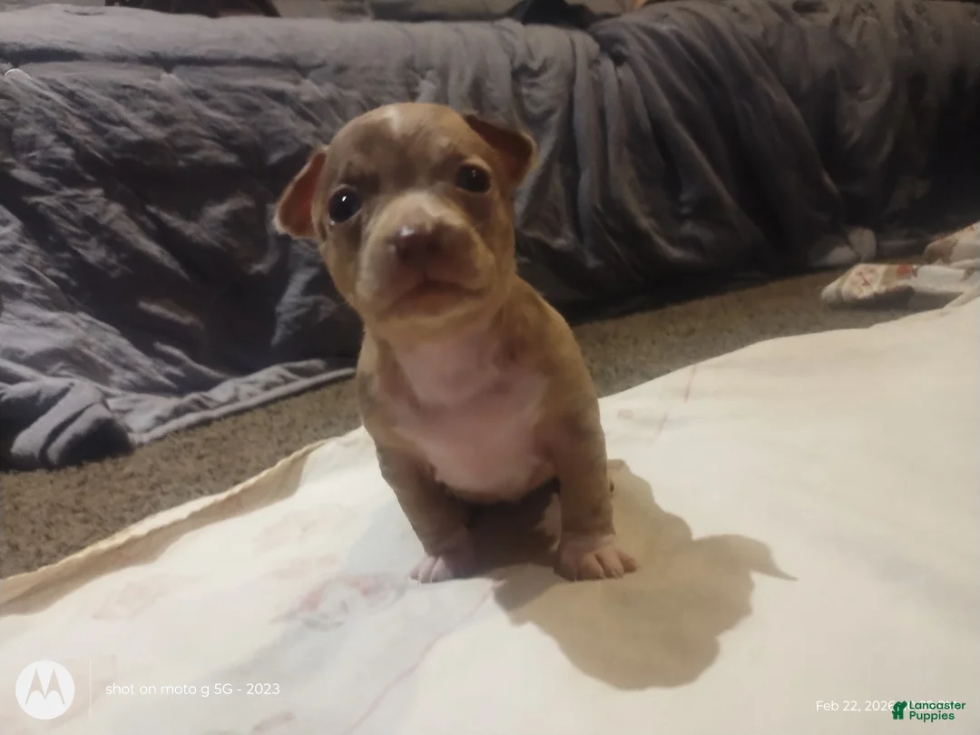 Chiweenie dogs for sale: Chiweenie Puppy 2 - Ad 2