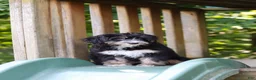 Mini Bernedoodle dogs for sale: Phoebe - Ad 4