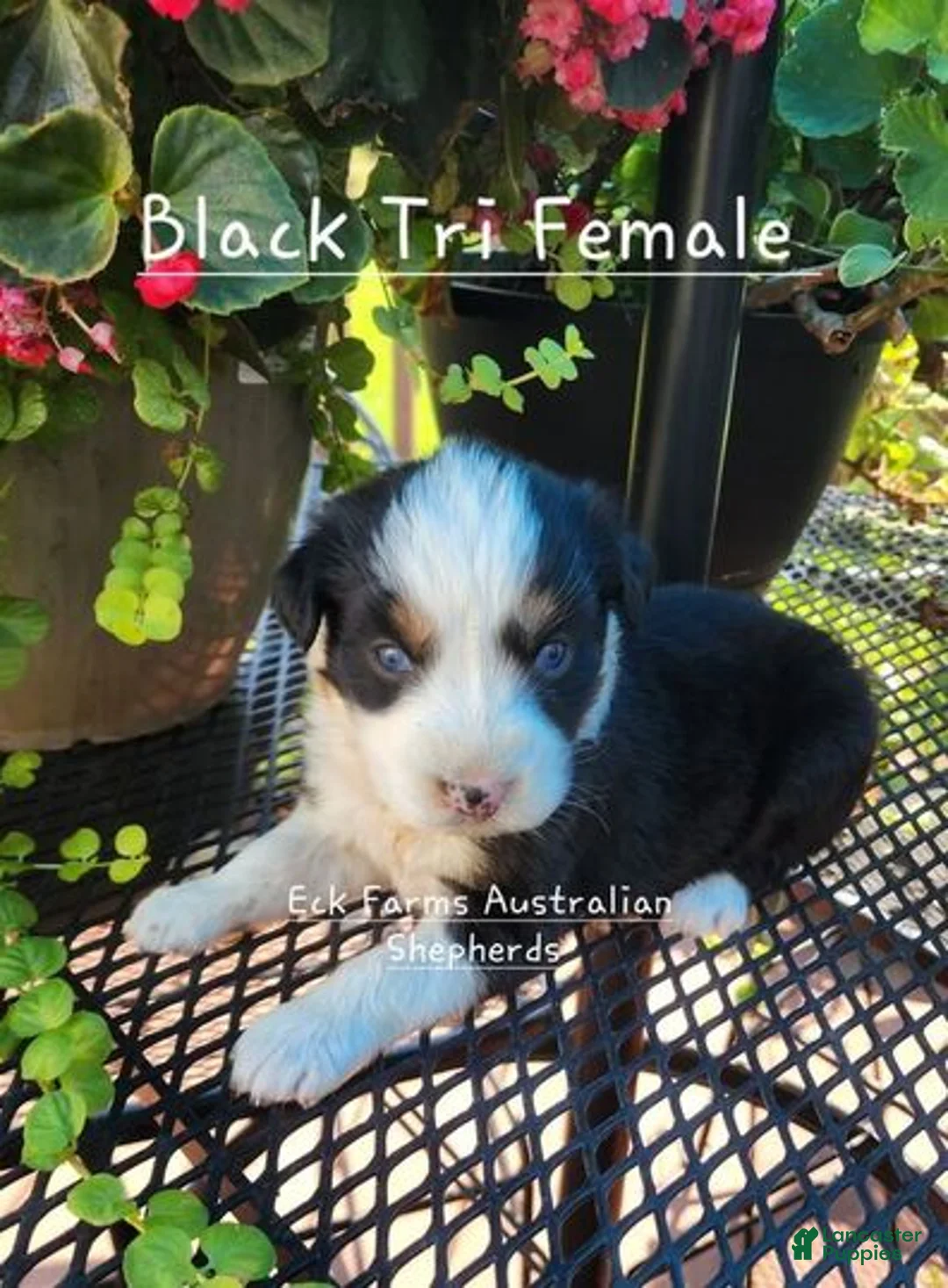 Australian Shepherd dogs for sale: Australian Shepherd Female - Ad 1