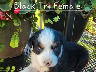 Australian Shepherd dogs Australian Shepherd Female - Ad 1