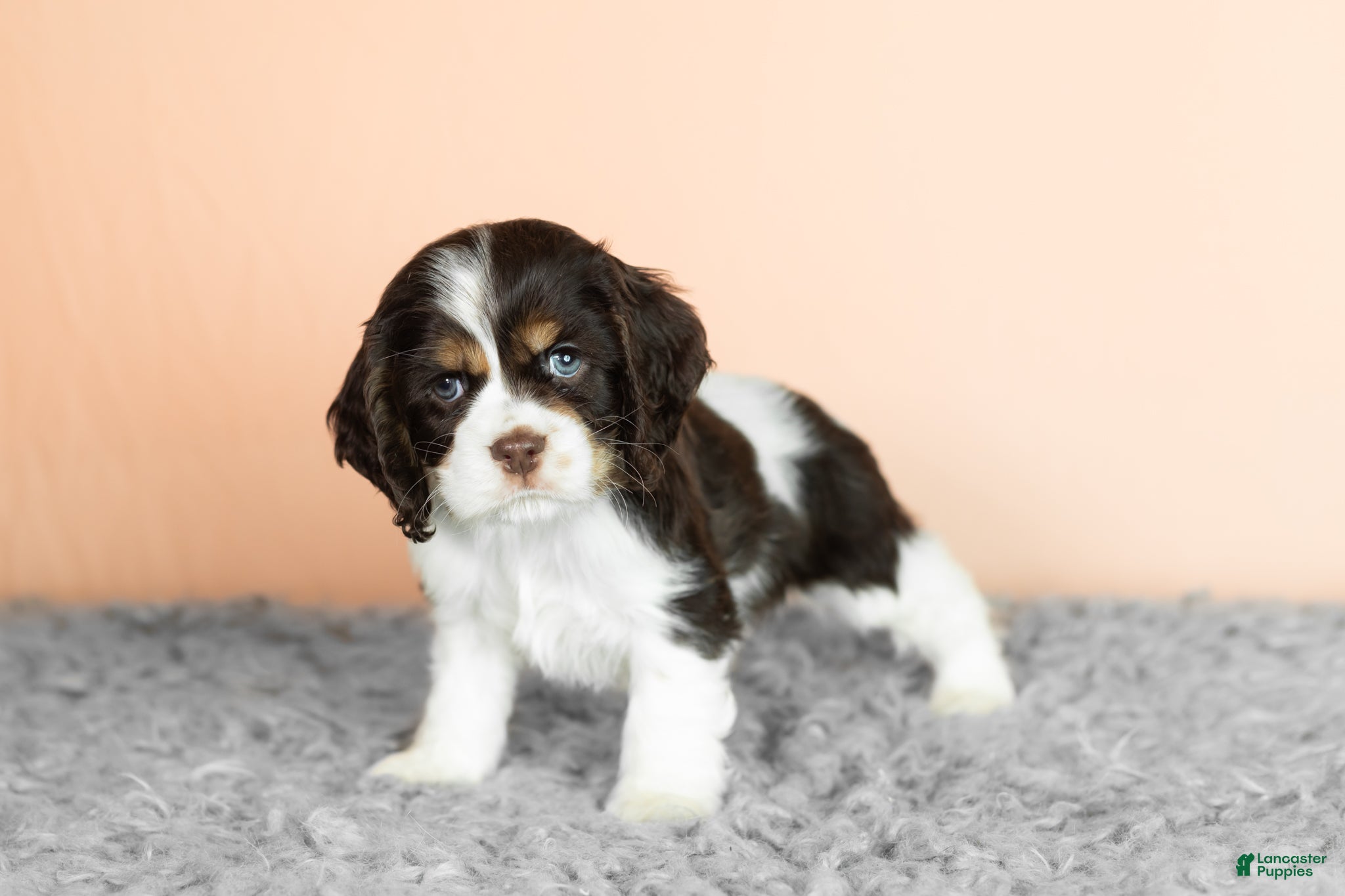 Cocker Spaniel dogs Rivers - Ad 38