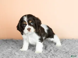 Cocker Spaniel dogs Rivers - Ad 38