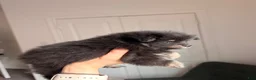 Pomeranian dogs for sale: Pomeranian 2 - Ad 6