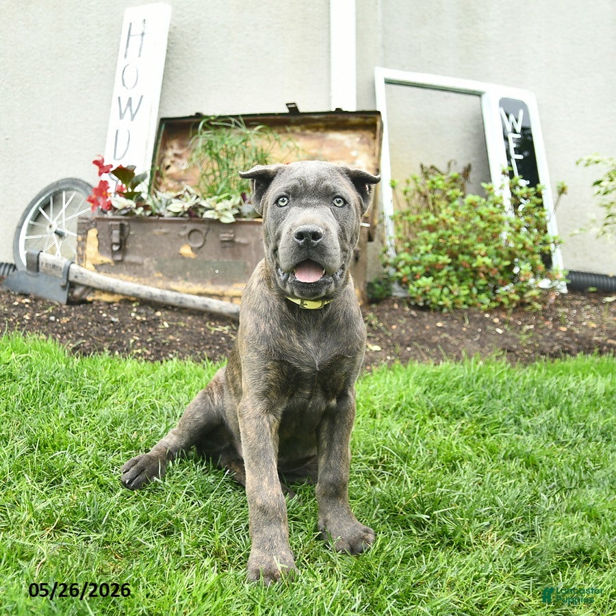 Cane Corso dogs Dusty  - Ad 2