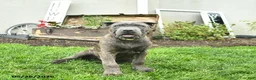 Cane Corso dogs for sale: Dusty  - Ad 3