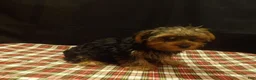 Yorkshire Terrier dogs for sale: Stuart - Ad 2