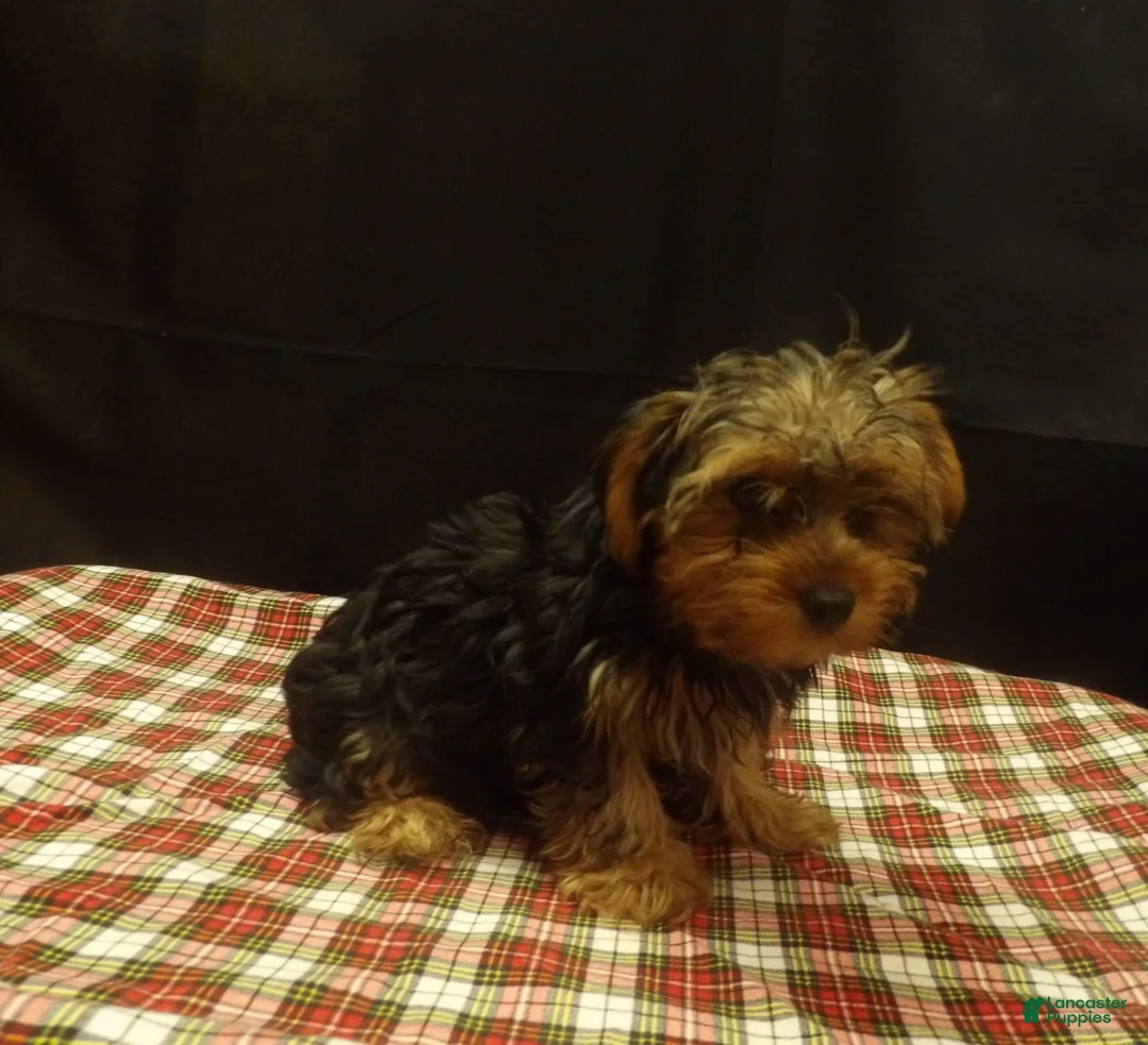 Yorkshire Terrier dogs for sale: Stuart - Ad 2