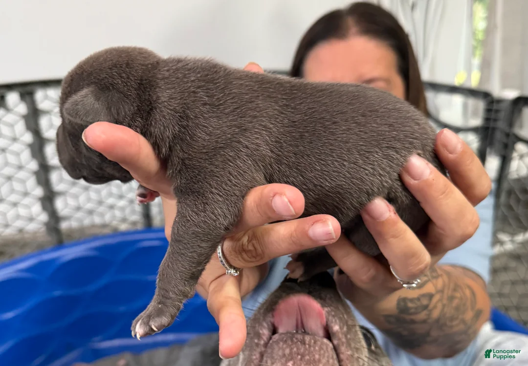 American Bully dogs for sale: Willow - XL American Bully Puppy  - Ad 2