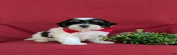 Havapoo dogs for sale: Raydar Hypoallergenic - Ad 4