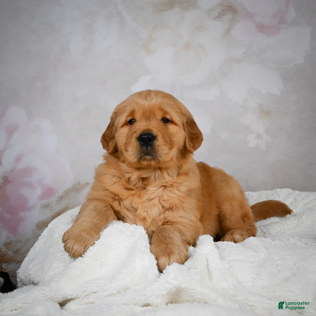 Golden Retriever dogs for sale: Rocky - Ad 5