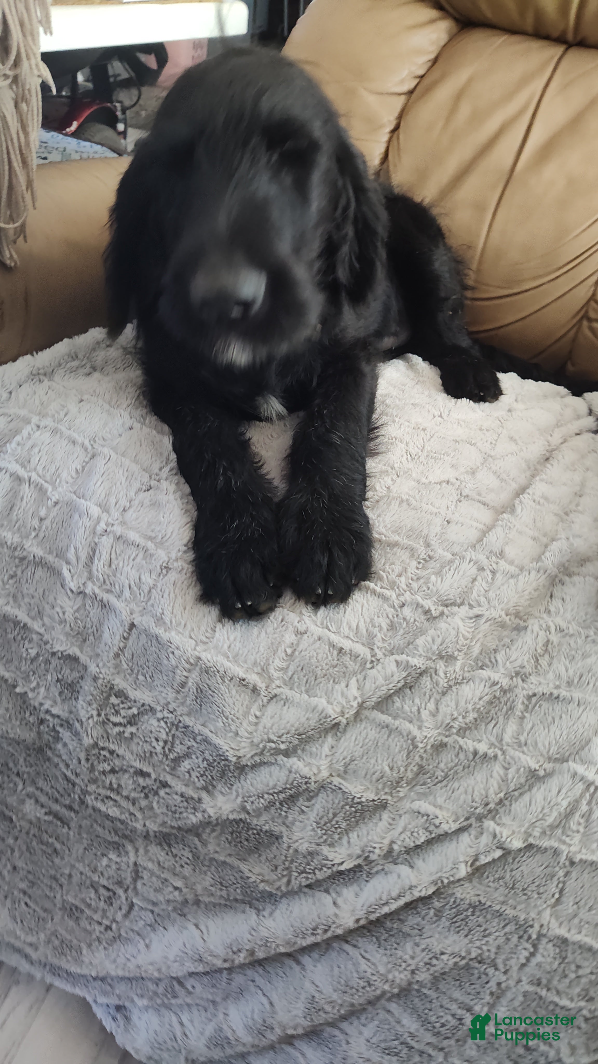 Labradoodle dogs Labradoodle Puppy 3 - Ad 8