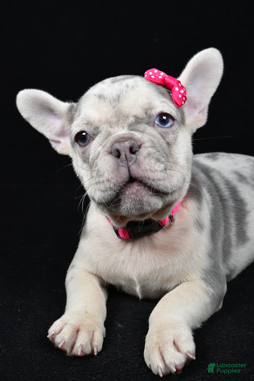 French Bulldog dogs for sale: Bella  - Ad 7
