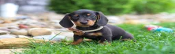 Miniature Dachshund dogs for sale: Bryce - Ad 1