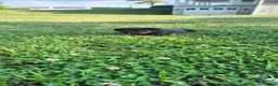 Rottweiler dogs for sale: Terry  - Ad 3