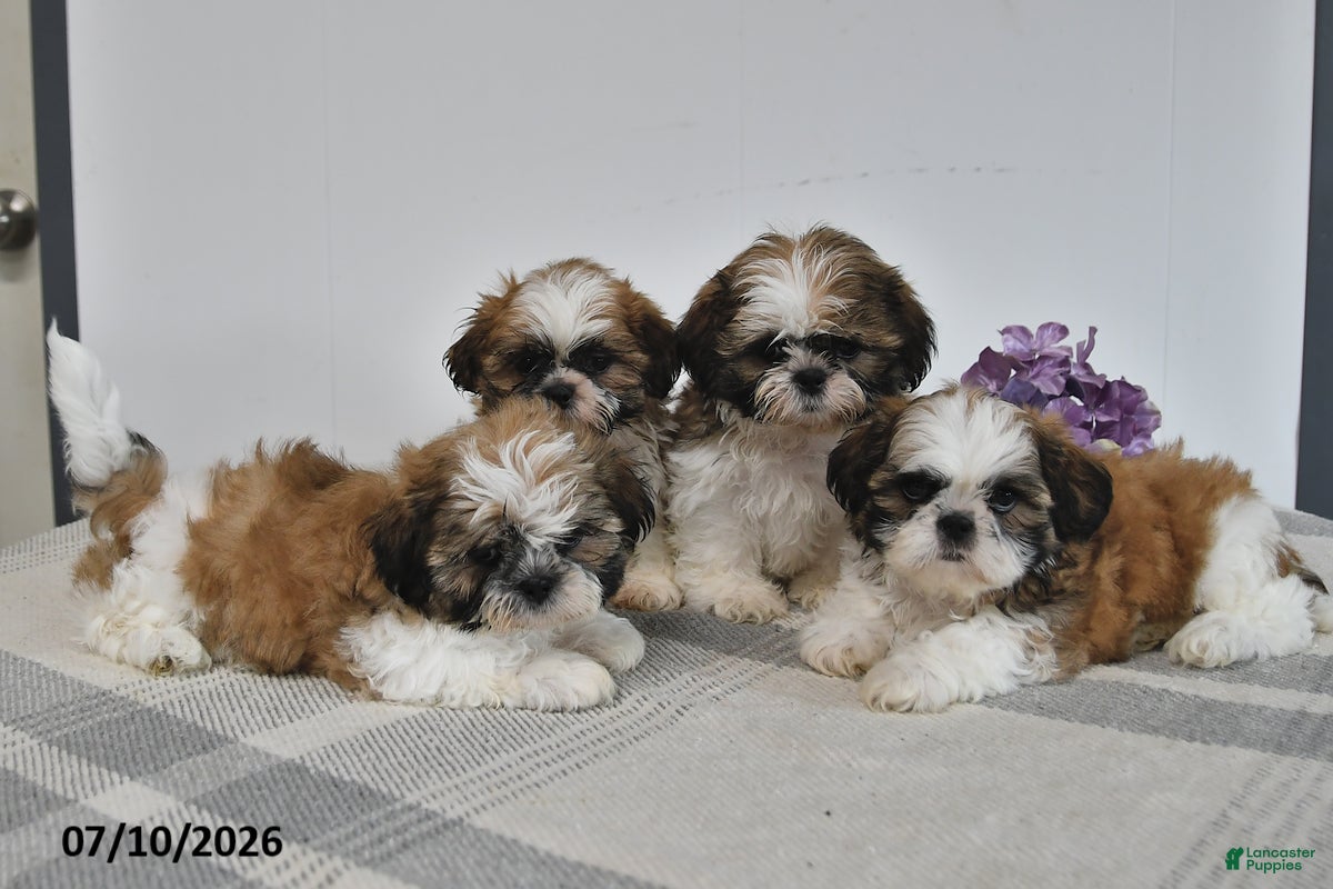 Shih Tzu dogs Cooper - Ad 2