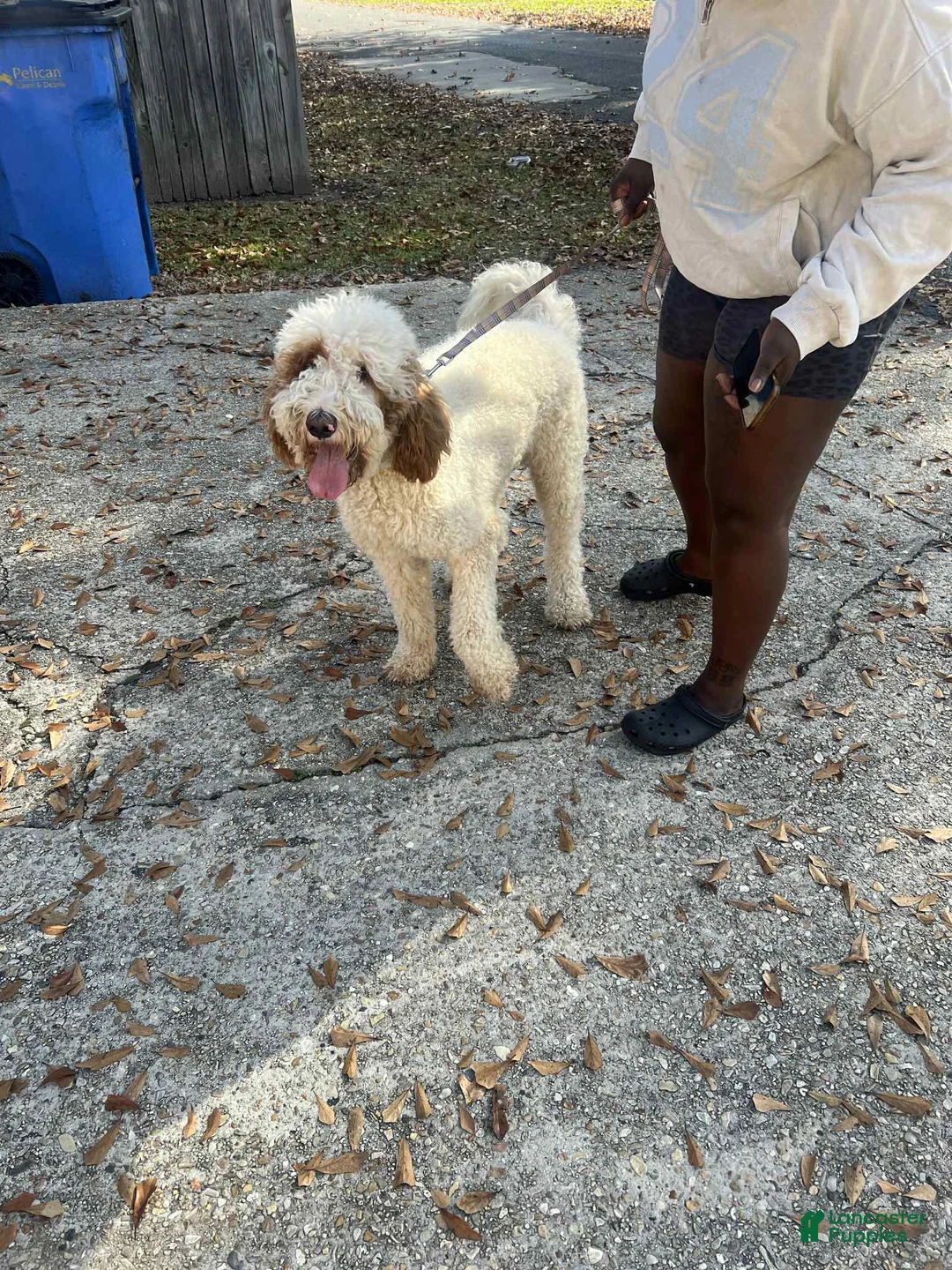 Goldendoodle dogs for sale: Goldendoodle Puppy 1 - Ad 2
