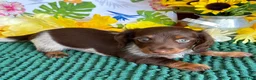 Miniature Dachshund dogs for sale: Jace - Ad 2