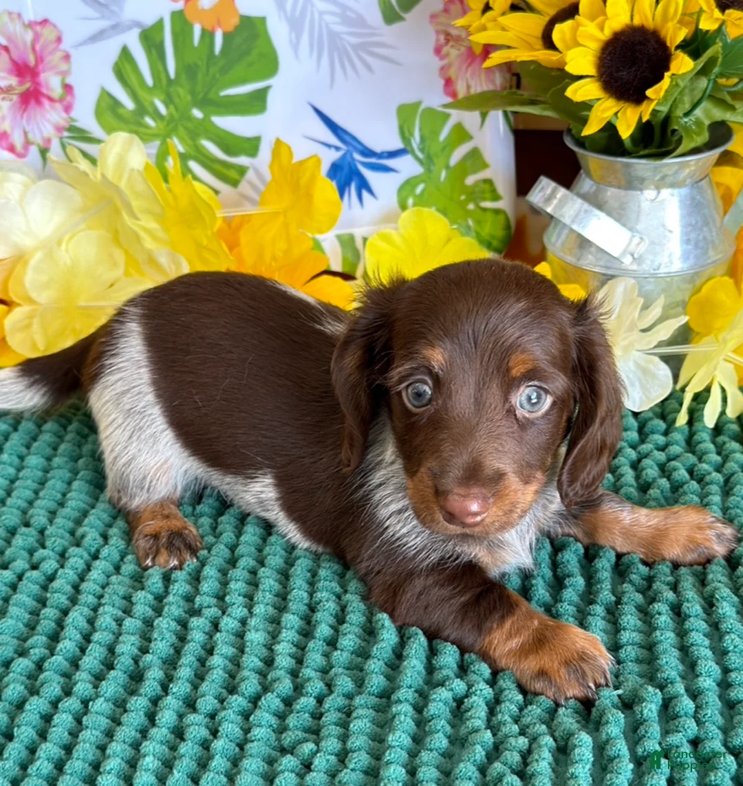 Miniature Dachshund dogs for sale: Jace - Ad 2